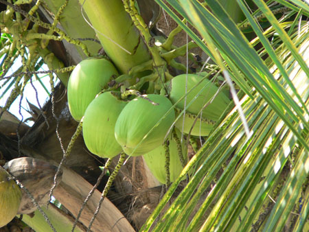 CoconutsArnow