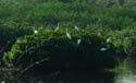 NayaritBirdsArnow