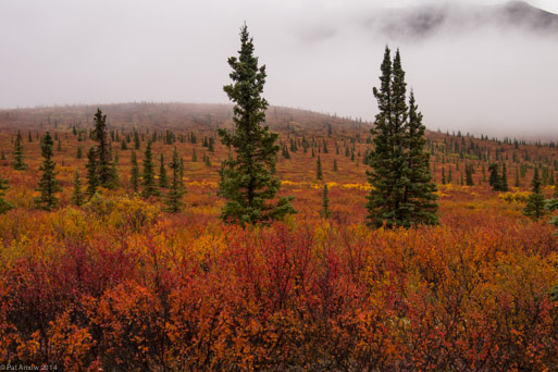 Tundra in Autumn